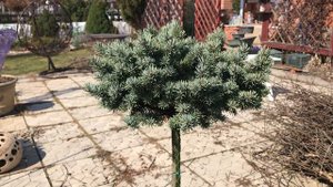 Ель колючая Нидиформис Калос/ Picea pungens Nidiformis Kalous