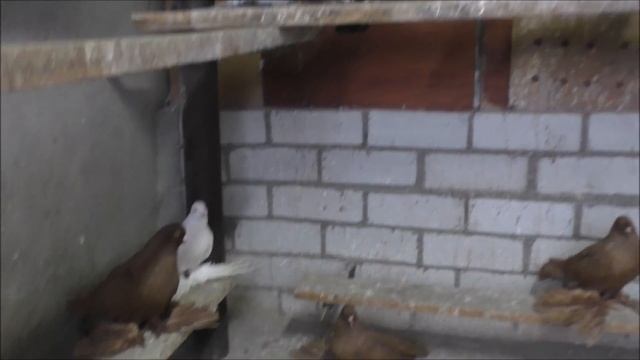 Сельские голуби. 24 12 2021г Будённовск у Виктора, Северо - кавказские. номер 8 903 441 57 68. смотреть онлайн