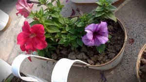 How to Grow Flowers in a Petunia Plant 🌸 make Garden || petunia flower ⚘