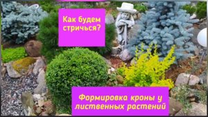 Как будем стричься? Формировка кроны у лиственных растений.