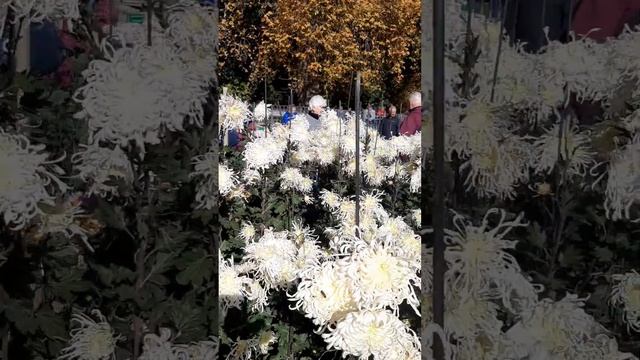 Крым.Парад хризантем.
#бал хризантем смотреть онлайн