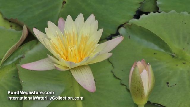 Stan Skinger yellow waterlily, Pond Plants that flower смотреть онлайн