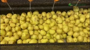 Машина Vega F800