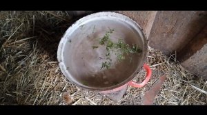 Как дать курице лекарство без стресса? Куры хрипят,чихают,чем лечить? Тилозин.Голошейки и доминанты