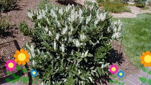 Лавровишня гибридная Отто Льюкен. Краткий обзор, описание prunus laurocerasus Otto Luyken