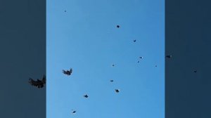 свг голуби в щербиновском поселке