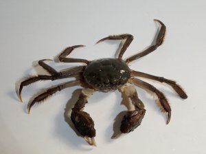 Проект выращивания японского мохнаторукого краба