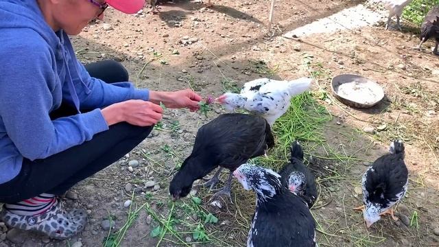 #417 Одной головной болью меньше. Жизнь в деревне скучать не даёт. смотреть онлайн