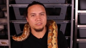 Как приручить агрессивную змею!