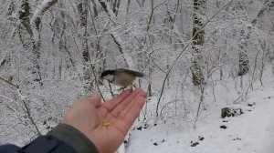 В холодном лесу. Голодные птицы