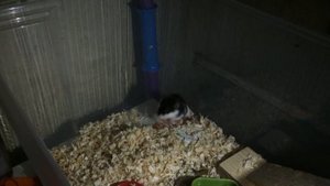 Хомячиха шумит ночью