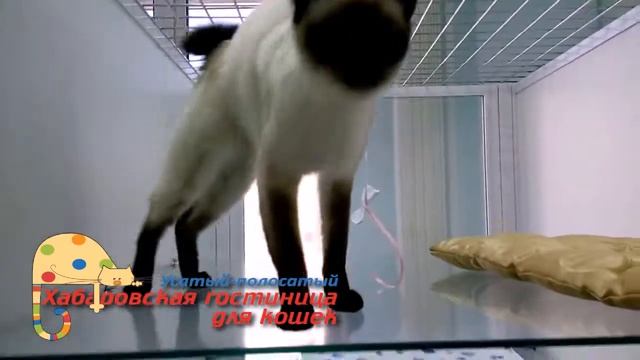 Хабаровская гостиница для кошек "Усатый-полосатый" смотреть онлайн
