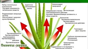 ➤ Как применять алоэ ➤