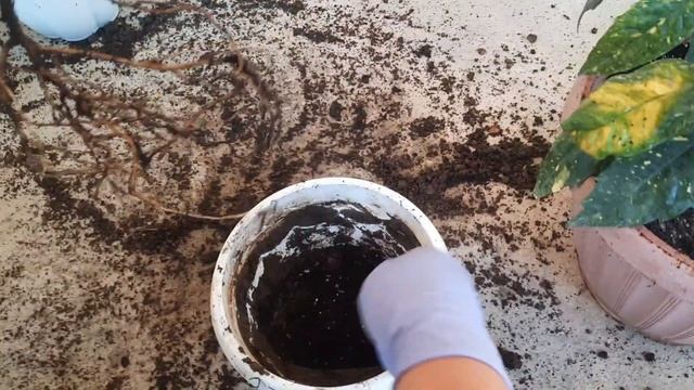 АУКУБА- ВЫРАЩИВАНИЕ, и УХОД! смотреть онлайн