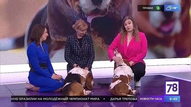 Эфир от 29.04.2023 Светлана Посохина, хендлер и Екатерина Александрова, ветеринарный врач