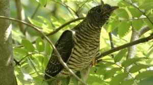 Обыкновенная кукушка - Cuculus canorus