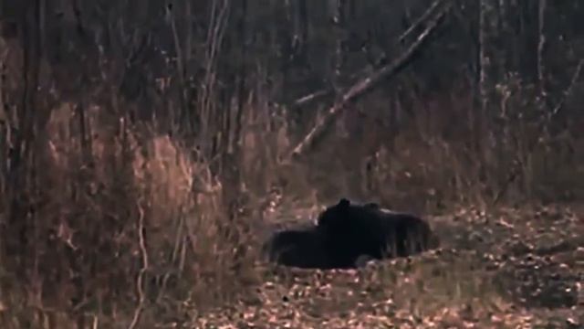 Охотничьи приколы смотреть онлайн