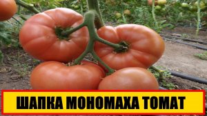 ШАПКА МОНОМАХА ТОМАТ ОТЗЫВЫ || ШАПКА МОНОМАХА ХАРАКТЕРИСТИКА || ШАПКА МОНОМАХА ВИДЕО || #ШАПКА