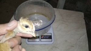 Куры Голошейки вес в 21 день