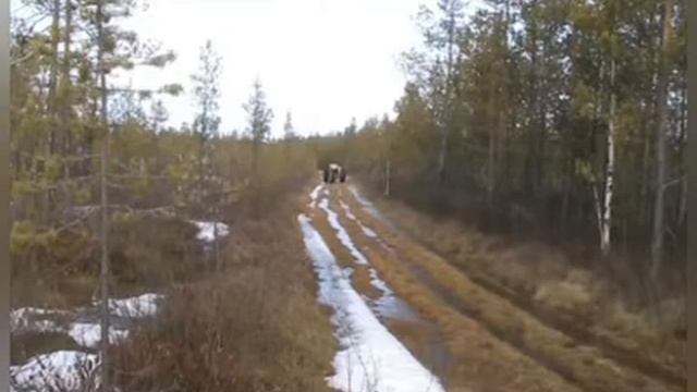 Трёхколёсный вездеход на шинах низкого давления. смотреть онлайн