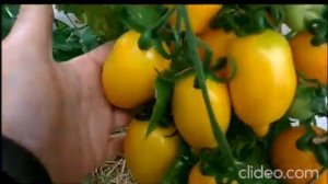 Этот мега урожайный сорт удивит любого! "Золотой лимон"