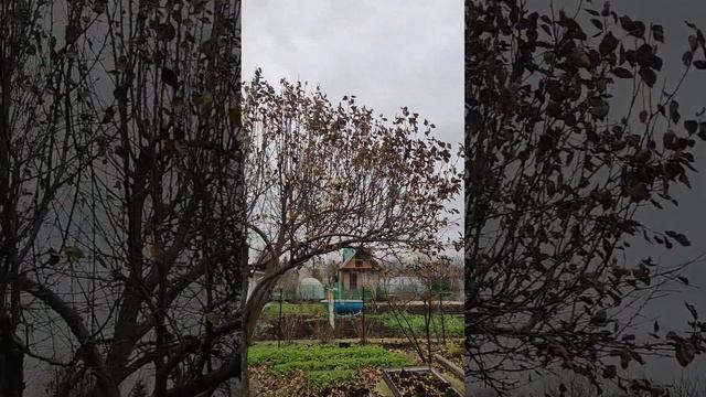 Обрезка плодовых. Ошибки #обрезкадеревьев #уходзасадом #ошибкивсаду #садовыйконсультант смотреть онлайн