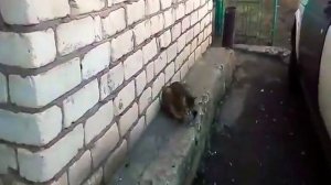 Бездомные кошки и собаки. Помогаю бездомным кошкам и собакам