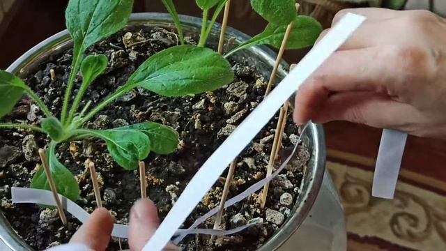 Как сделать забор плетень за 2 3 часа. Наглядное видео смотреть онлайн