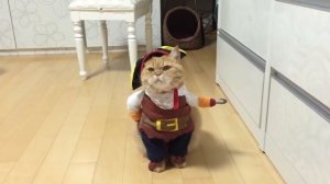 Костюм пирата для кошки/собаки с Aliexpress