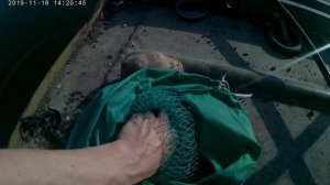 Трёхпрудное. Окуня