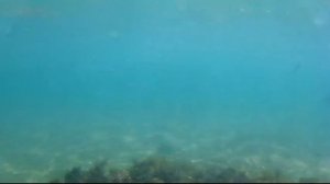 Подводная охота, Крым, один день 6 августа