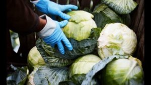 Обзор сорта капусты "Циклоп" (характеристики, свойства, фото)