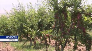 сливовые сады