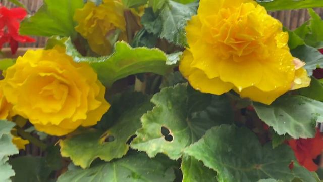 БЕГОНИИ в моем саду в Лондоне. смотреть онлайн