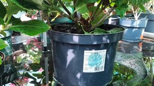 Петуния Шок Вейв, Тайдал, бегония после дождей Цветы в ОБИ Небольшой обзор нашего огородика