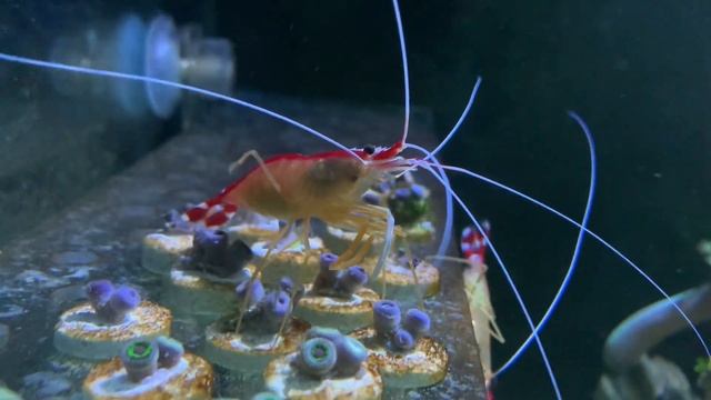 Морской аквариум  Разное