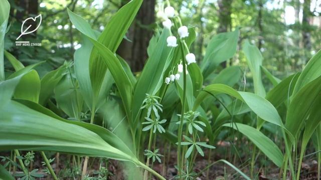Ландыши/стихи о весне, о белоснежных цветах мая смотреть онлайн
