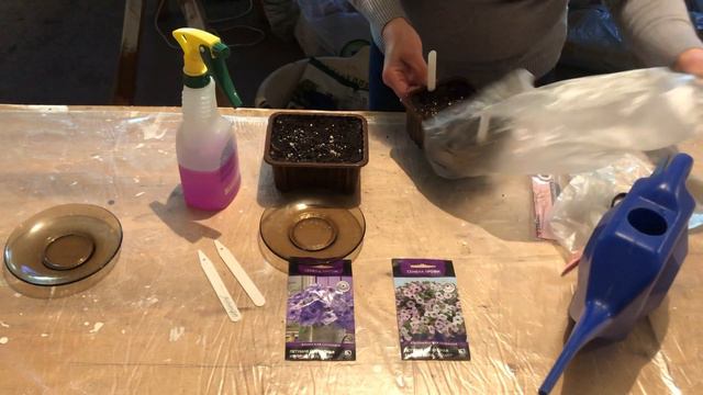 Особенности посева ампельной петунии Тайдал DIY #садсвоимируками #моилюбимыецветы #садоводство