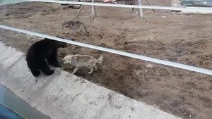 Стая волков напала на медведя в зоопарке