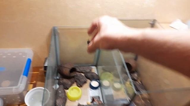 Кормление эублефаров блаптикой.