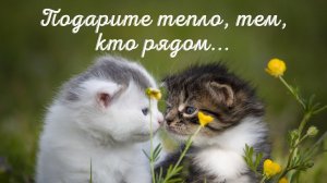 Подарите тепло, тем, кто рядом...