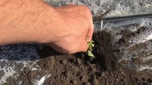 Внимание! Повреждения арбузов от личинок ростковой мухи