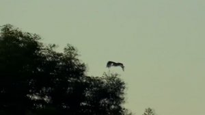 Аисты летят! (Ciconia ciconia) Белый Аист Семейства аистовых