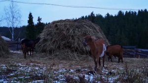 КУПИЛ 2 ДОМА В ДЕРЕВНЕ _ ОБРАДОВАЛИ БАБУШКУ _ ПРОСТЫЕ ДЕРЕВЕНСКИЕ РАДОСТИ