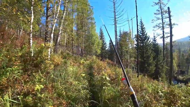 Рыбалка на ХАРИУСА/ Речушка в Тайге/ вода упала ХАРИУС УШИ ПРИЖАЛ/ Ждём Дождя!!! смотреть онлайн