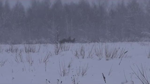 Охота на лося в Ярославской области смотреть онлайн