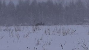Охота на лося в Ярославской области