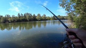 ПОКЛЁВКА Карпа ВАЛИТ Треногу! Рыбалка на фидер! Ловля карпа!