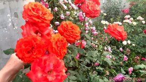 Роза Анжелика ( Rose Angelique ) г. Киев 17.07. 2022г.