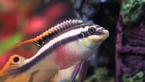 ПЕЛЬВИКОХРОМИС ПУЛЬХЕР. СОДЕРЖАНИЕ И РАЗВЕДЕНИЕ В АКВАРИУМЕ.